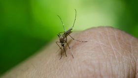 Alertă de sănătate în Grecia din cauza virusului West Nile! Câte cazuri au fost raportate doar în ultima săptămână